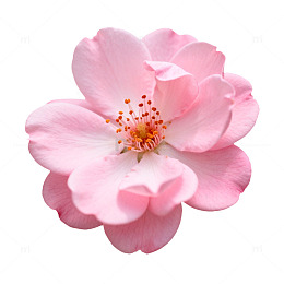 樱花特写花卉素材