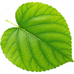 绿色植物叶子特写