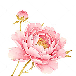 粉色牡丹花卉插画素材