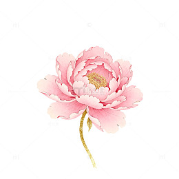 水彩粉色牡丹花卉插画素材