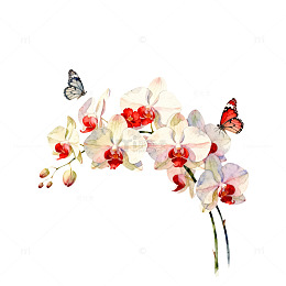 水彩兰花蝴蝶艺术插画