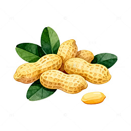 手绘花生插图素材
