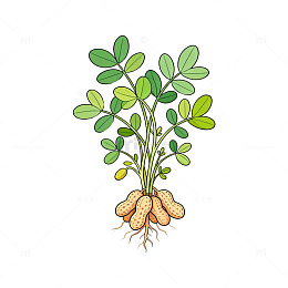 卡通花生植株插画