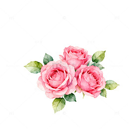水彩粉红玫瑰花画