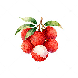 水彩荔枝水果插画设计素材