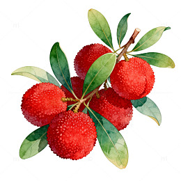 水彩杨梅水果插画设计素材