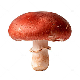 鲜红蘑菇特写食材