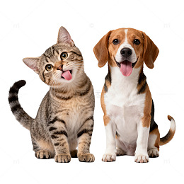 萌宠猫咪狗狗合影