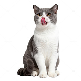 可爱猫咪舔舌头像