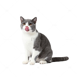 可爱猫咪舔舌头像
