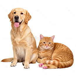 金毛犬与橘猫合影