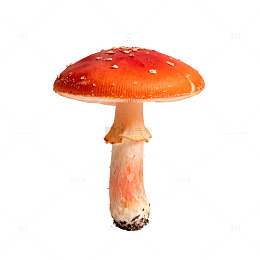 红色蘑菇特写片
