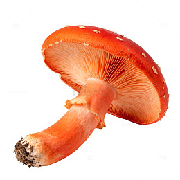 鲜艳蘑菇特写