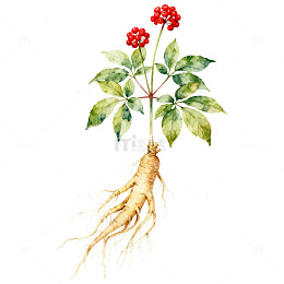 水彩人参植物插画
