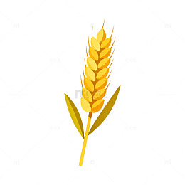 简洁风金黄色小麦插画设计素材