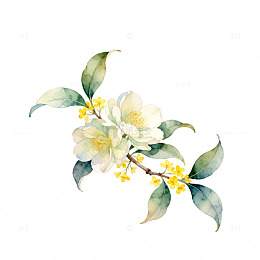 水彩花卉插画枝丫