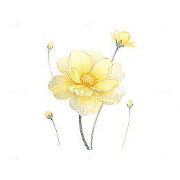 水彩黄菊插画素材