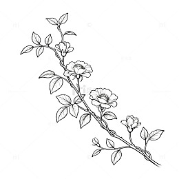 黑白线条花卉素描插画