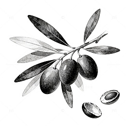 黑白线描橄榄插画设计素材
