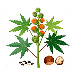 植物插画风格药材插图