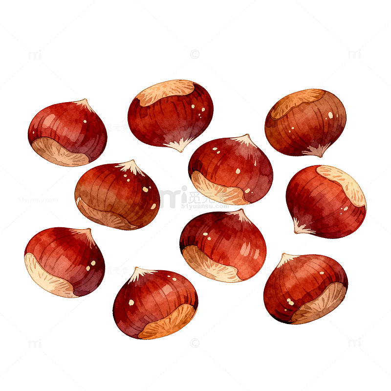 水彩栗子插画素材
