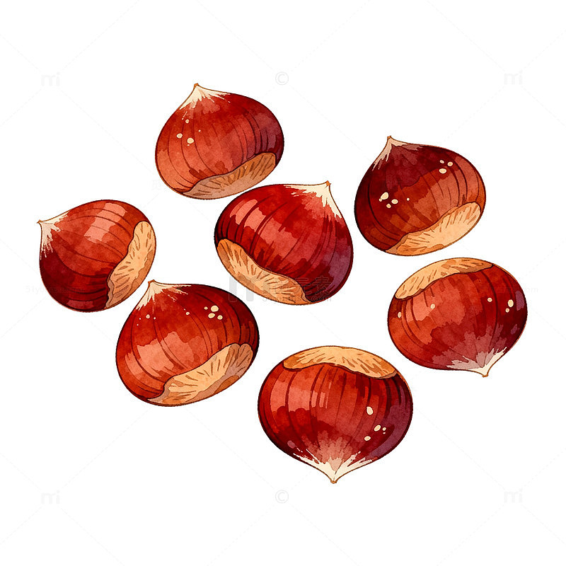 手绘板栗插画素材