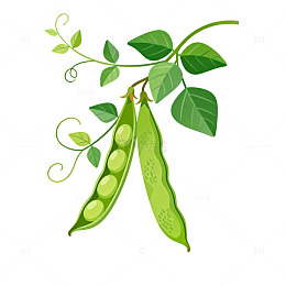 卡通豌豆植物插画