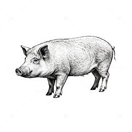 黑白素描猪动物插画