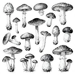 黑白蘑菇插画设计素材