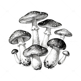 黑白蘑菇素描插画