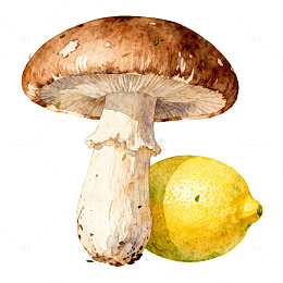 水彩蘑菇柠檬静物插画