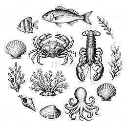 海洋生物黑白插画设计素材