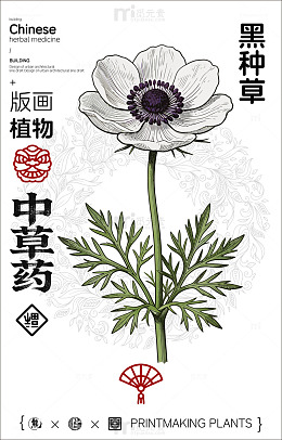 版画风格中草药黑种草设计素材