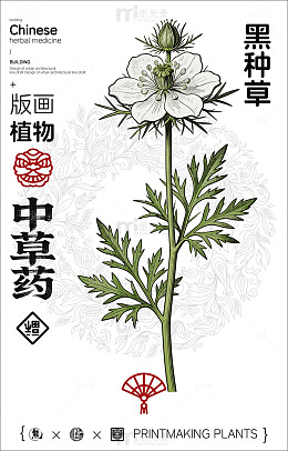 中国风黑种草植物插画设计素材