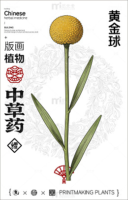 版画风中草药黄金球设计素材