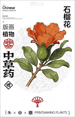 版画石榴花植物中草药设计素材