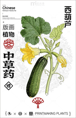 版画风格西葫芦植物插画