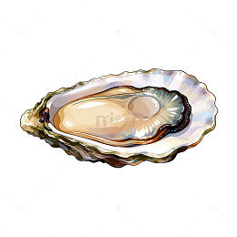 生蚝插画透明背景素材