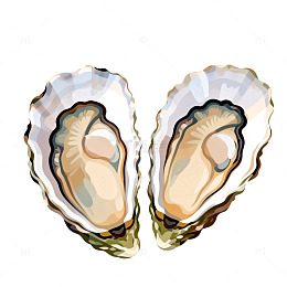 新鲜生蚝插画素材