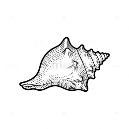 黑白线条海螺插画素材