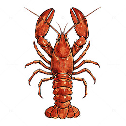 手绘棕红线描小龙虾夏日海鲜美食免扣素材