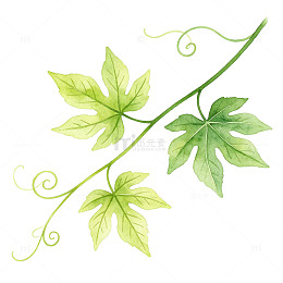 青藤叶子手绘插画自然植物免扣装饰素材