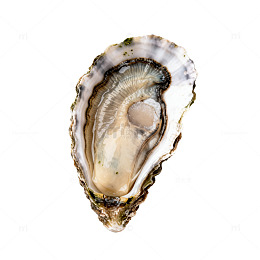 生蚝特写海鲜美食