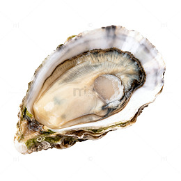生蚝特写海鲜美食