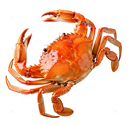 海鲜美食煮螃蟹片