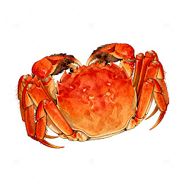 手绘螃蟹插画设计素材