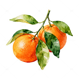 水彩橘子水果插画设计素材