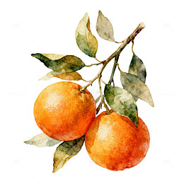水彩橘子水果插画设计素材