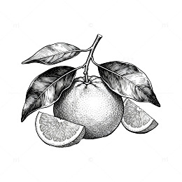 黑白插画橙子水果素描