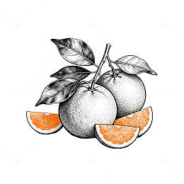 铅笔素描橙子插画